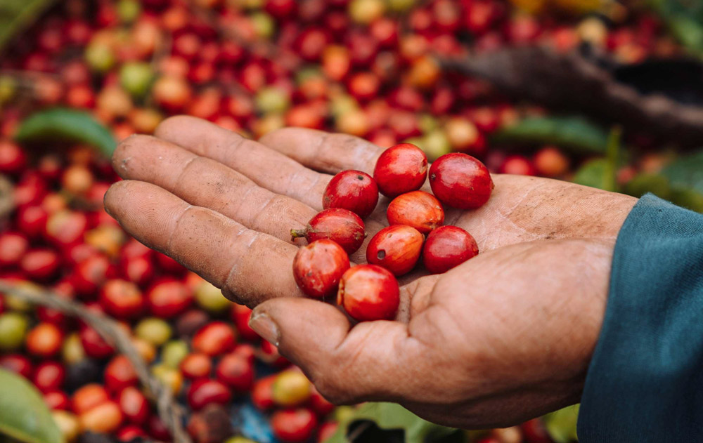 A person's hand cupping a collection of coffee cherries, emphasizing their natural sheen and earthy tones.
